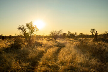 Wide view of the Namibian savanna under a clear blue sky.