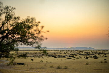 Golden sunset over the Namibian savanna with scattered trees on the horizon