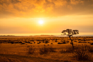 Fototapeta premium Golden sunset over the Namibian savanna with scattered trees on the horizon