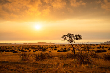 Obraz premium Golden sunset over the Namibian savanna with scattered trees on the horizon