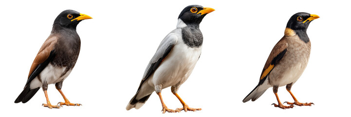 Fototapeta premium Set of a common myna bird in side profile standing on the ground, sharp beak isolated on a transparent background