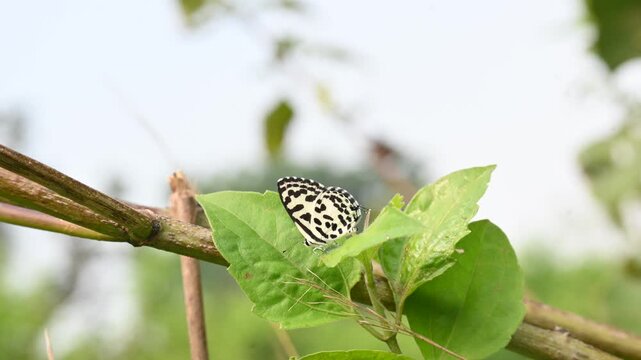 Castalius rosimon or&nbsp;common Pierrot butterfly. It &nbsp;is a small&nbsp;butterfly&nbsp;found in&nbsp;India&nbsp;that belongs to the&nbsp;lycaenids, or blues family.