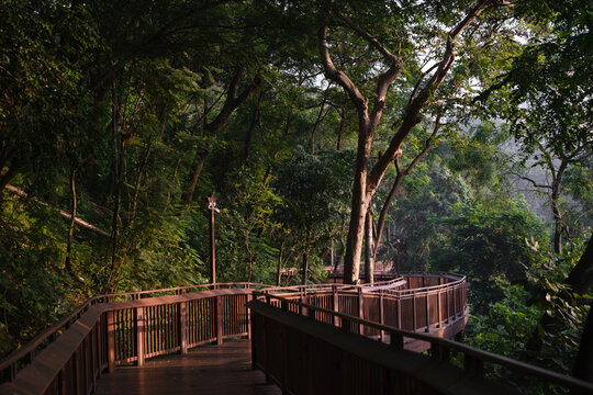 Elevated pedestrian walkway through urban forest at dusk - Powered by Adobe