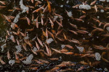 Nile tilapia floated near the water surface in the pond to breathe oxygen and wait for the pellet food in the fish farming industry to trade.
