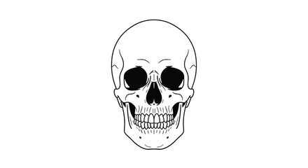 Fototapeta premium A simple line drawing of a human skull seen from the front. The skull is white with black outlines and features.