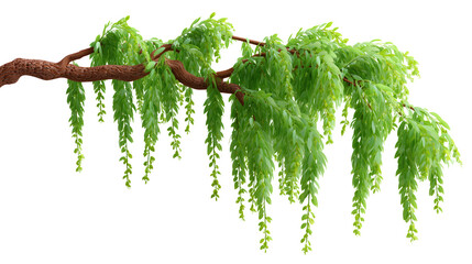 Willow Branch with Verdant Leaves: A serene portrayal of a weeping willow branch, showcasing its lush green leaves that gently cascade, creating a tranquil ambiance.