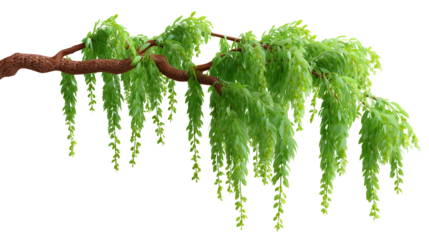 Willow Branch with Verdant Leaves: A serene portrayal of a weeping willow branch, showcasing its lush green leaves that gently cascade, creating a tranquil ambiance.