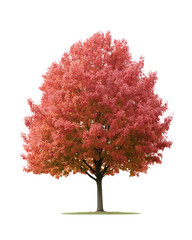 Autumnal Canopy: A vibrant tree displays its fiery red leaves in the warm embrace of autumn, showcasing the beauty of the changing season.