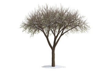 Obraz premium Bare Tree Silhouette: An isolated image of a solitary tree against the background, showcasing its intricate branch structure in a stark display of natural simplicity.