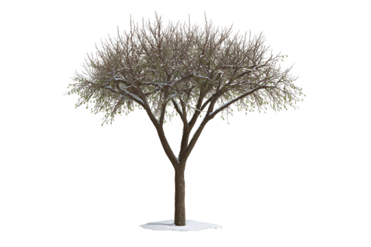 Bare Tree Silhouette: An isolated image of a solitary tree against the background, showcasing its intricate branch structure in a stark display of natural simplicity. - Powered by Adobe