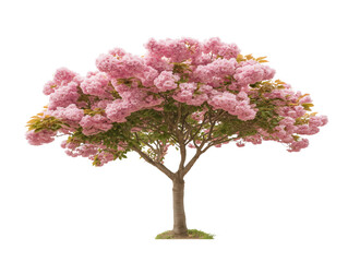 Obraz premium Blossoming Tree of Spring: A single, vibrant tree bursts with a profusion of delicate pink blossoms, embodying the beauty of springtime. 