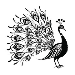 Fototapeta premium Elegant Stylized Peacock Line Art