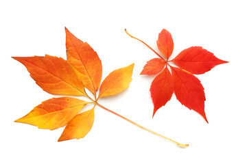 Naklejka premium Two autumn leaves of wild grapes isolated on a white background