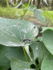Black ant crawling on a green leaf