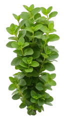 Fototapeta premium Fresh green oregano herb plant isolated on transparent background culinary ingredient