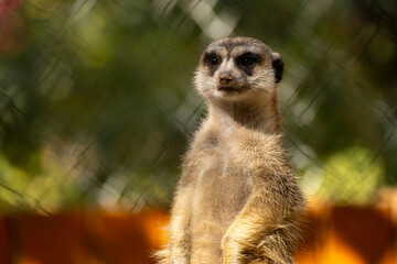 Obraz premium Close-up portrait of a meerkat in the desert. Meerkat watching from a burrow in the sunlight. Meerkat portrait against orange background. Shot of a meerkat on vibrant orange.