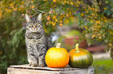 Pretty tabby short hair cat looks curiously into the camera. Cat relaxes on a wooden box with pumpkins. Autumn ambiance in the garden