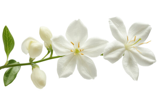 Delicate white star shaped flowers and buds on a green stem isolated on a transparent background bloom