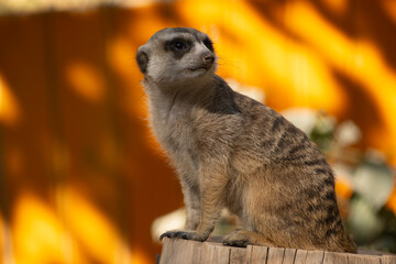 Fototapeta premium Close-up portrait of a meerkat in the desert. Meerkat watching from a burrow in the sunlight. Meerkat portrait against orange background. Shot of a meerkat on vibrant orange.