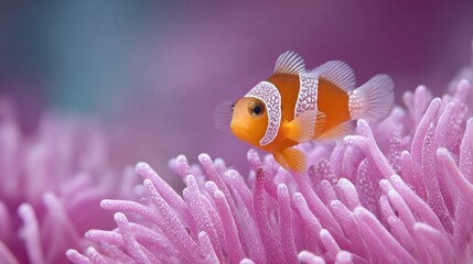 A single, vibrant clownfish gracefully navigates the intricate coral reef, its bright orange and white stripes providing a striking contrast against the soft, pink hues.