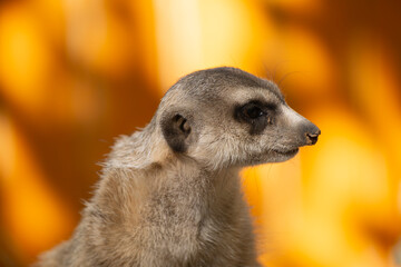 Close-up portrait of a meerkat in the desert. Meerkat watching from a burrow in the sunlight. Meerkat portrait against orange background. Shot of a meerkat on vibrant orange.