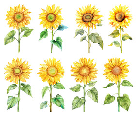 Vibrant watercolor sunflowers collection.