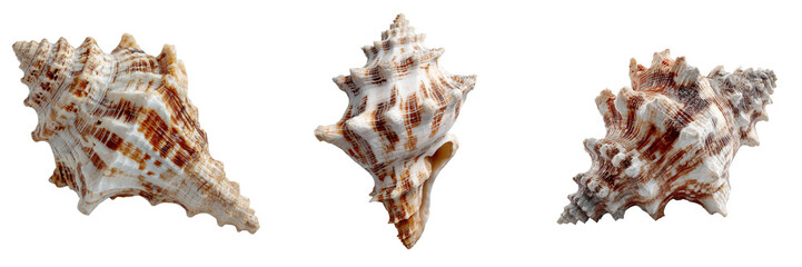Fototapeta premium Set of A spiral seashell with delicate patterns, subtle color gradients of light brown and ivory, realistic and detailed isolated on a transparent background