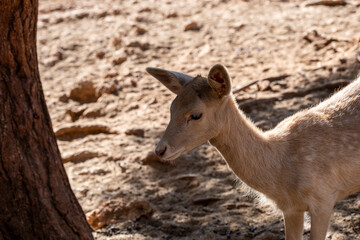 Fototapeta premium Wild deer portrait in forest. Wild stag portrait in natural habitat. Close-up of a deer in woodland. Majestic male deer in the forest. 