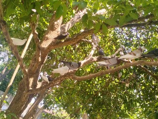 tree in the rain
Pigeon