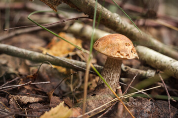 Edible mushroom brown cap boletus (Leccinum scabrum) in the forest. Small depth of field