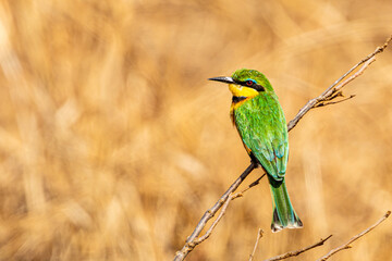 Little Bee-eater Perched