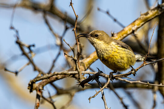 Female Marico Sunbird