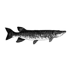 A finely detailed vintage illustration of a Tiger Muskellunge (Muskie), showing its elongated body, sharp fins, and distinctive striped markings.