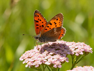 Obraz premium A red grayling rests on light pink yarrow clusters, with bright orange wings (black spots, some brown). Soft blurred green background creates a quiet, nice sunlit grass vibe