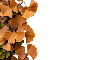 Ginkgo leaf autumn border on transparent background fall foliage decoration