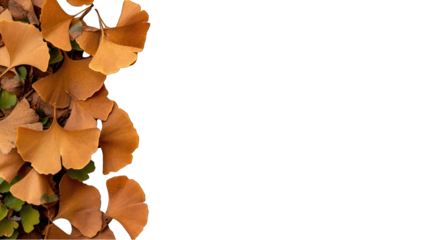 Ginkgo leaf autumn border on transparent background fall foliage decoration