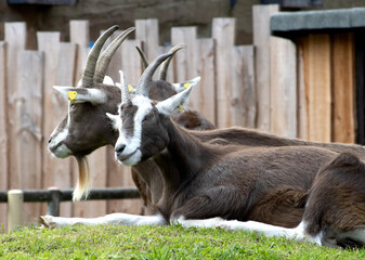 Ziege, Bauernhof, Tier, Natur