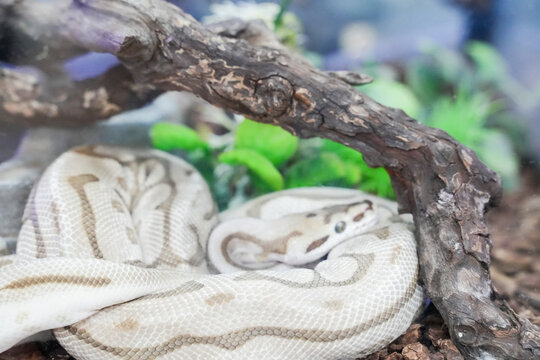 A ball python coiled on a wooden branch, its smooth scales glistening under soft light. The snake exhibits the typical defensive ball shape, showcasing beautiful patterns and coloration that make