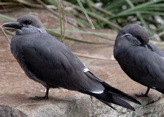 Vögel, grauer Vogel, Schnabel