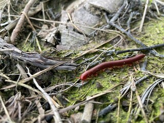Millipede crawling on the ground in natural habitat