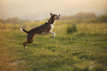 A lone dog runs across a golden trail with speed. The sunset haze highlights motion as the trail...