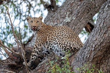 leopard in tree