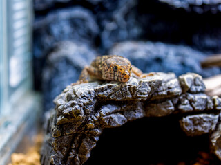 イボヨルトカゲのアップ