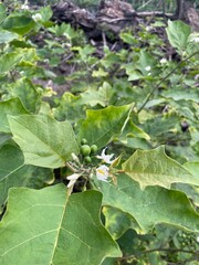 Solanum torvum (turkey berry) plant with green fruits