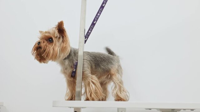 Beautiful and cute Yorkshire terrier being groomed, bathed and dried with a hair dryer, dog hair care