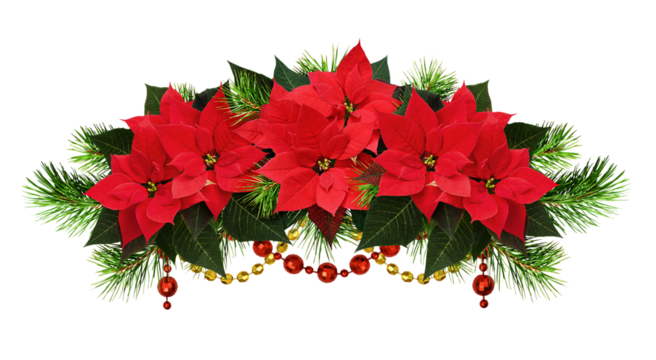 Red poinsettia flowers, pine twigs and bead garlands in a Christmas waved arrangement isolated on white background. Holiday garland.