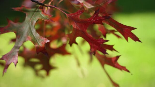 Autumn Oak Leaf Close-Up. A red oak leaf glows in the sunlight, showing vivid autumn hues. The blurred background highlights its detailed veins.