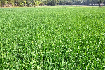 Obraz premium Lush Green Wheat Field: A Serene Landscape of Thriving Crops in Abundant Sunlight, a symbol of agricultural productivity