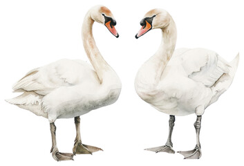 Fototapeta premium PNG Elegant swans facing each other