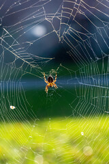 A spider in its web
